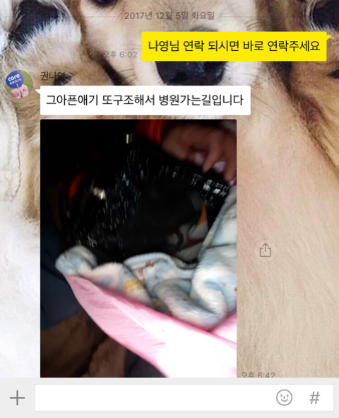 구조햇던 길냥이 모모랑 다른 아가들 입양처 구한대!! | 인스티즈