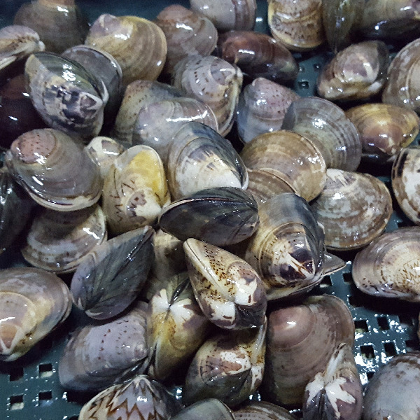 바다잔치 이미지