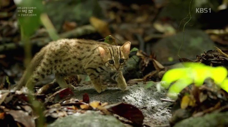세상에서 가장 작은 고양이 | 인스티즈