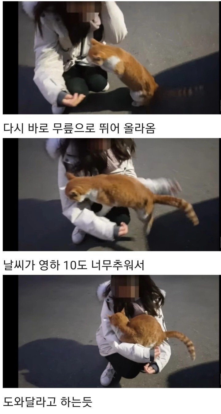 영하 10도의 바깥이 너무 추웠던 냥이 | 인스티즈
