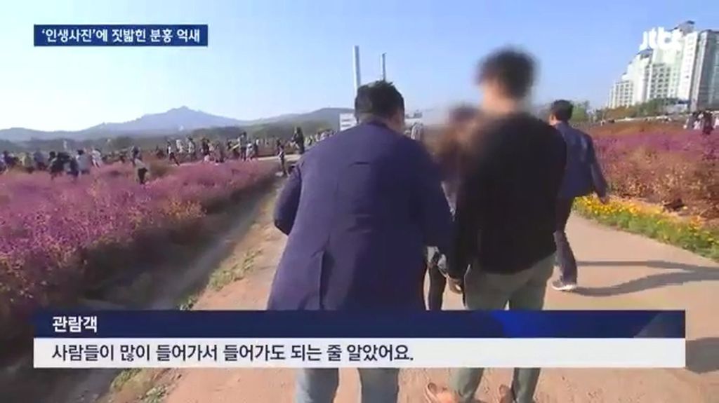 인생사진에 짓밟힌 분홍 억새.jpg | 인스티즈