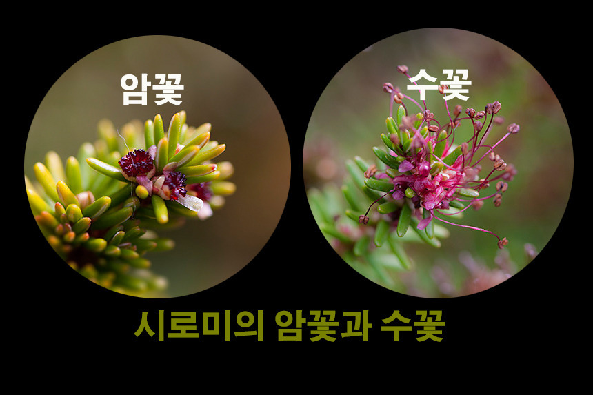 시로미 이미지