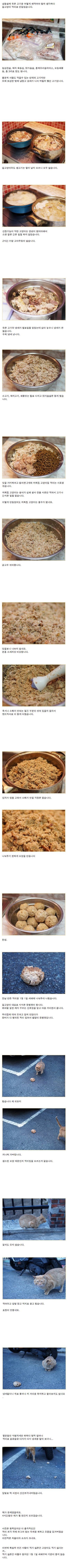 고양이 밥을 만들어 줘봤습니다 | 인스티즈