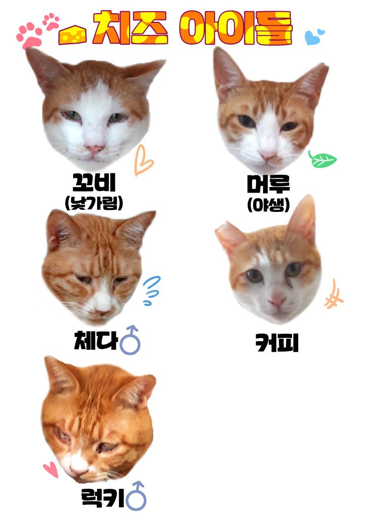 마산의 애니멀호더에게서 구조한 60여마리의 고양이를 도와주세요! 한달 뒤 쉼터가 폐쇄되어 갈 곳이 없습니다.. | 인스티즈