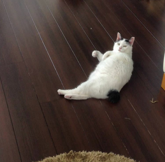 궁디가 까만 고양이 | 인스티즈