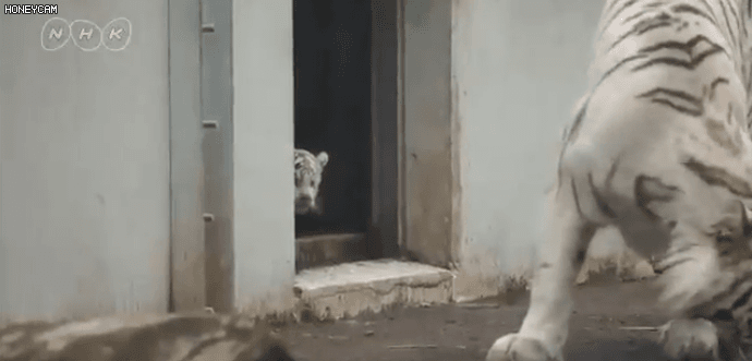 엄마 나왔쩡~...gif | 인스티즈
