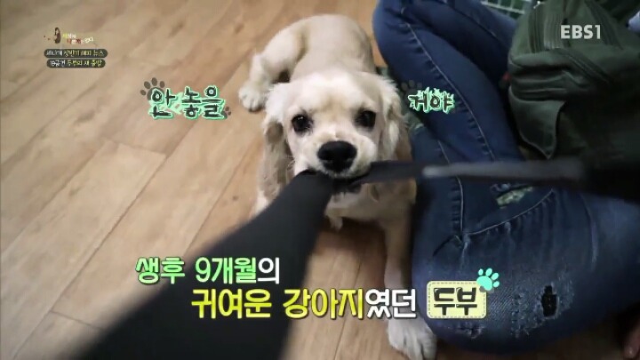 [세나개] 시도때도 없이 마운팅하고 똥을 먹는 두부의 문제 행동 고치기 -1.jpg | 인스티즈