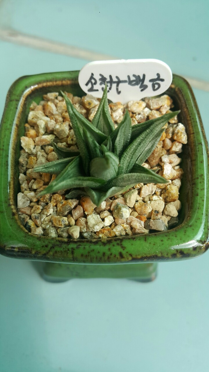하월 이미지