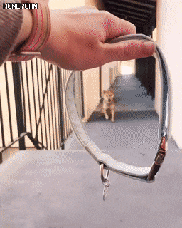 댕댕아 산책가자.gif | 인스티즈