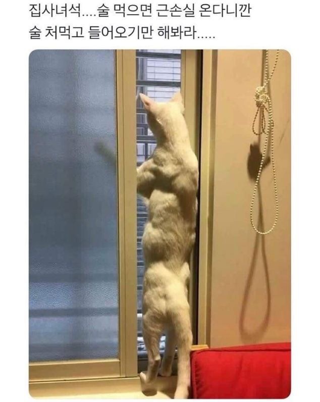 집사가 늦게와서 개빡친 고양이 | 인스티즈