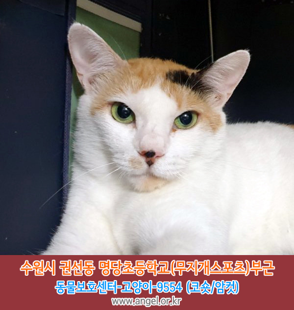명당초등학교 이미지