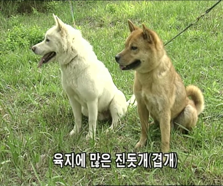 신토불이 이미지
