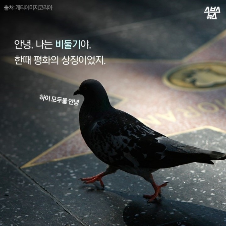 데려온 것도 인간이고 유해동물 취급도 인간이 하네-비둘기는 억울하다 | 인스티즈