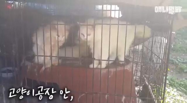 고양이 공장도 없애야됨 | 인스티즈
