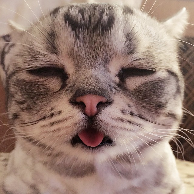 세상에서 가장 슬픈 고양이.jpg | 인스티즈